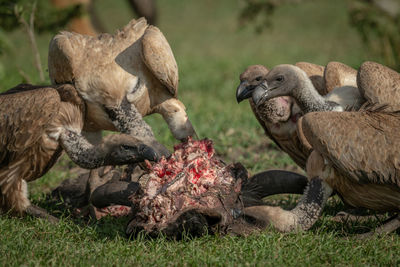 Close-up of white-backed vultures feeding on carcase