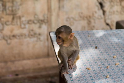 Tiny baby rhesus macaque monkey sitting on table in myanmar temple