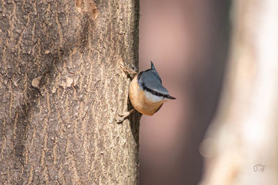 Close-up of bird perching on tree trunk