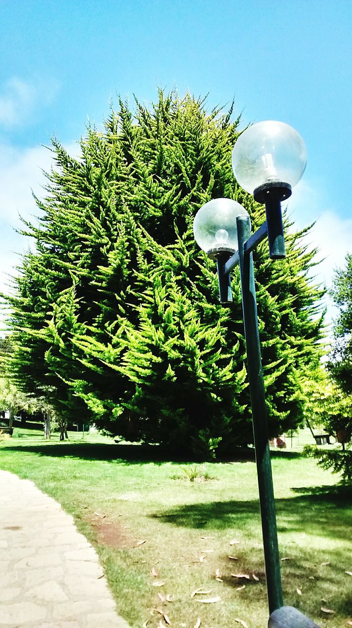 street light, tree, lighting equipment, growth, sky, plant, sunlight, green color, park - man made space, lamp post, footpath, nature, shadow, empty, day, outdoors, no people, tranquility, blue, grass