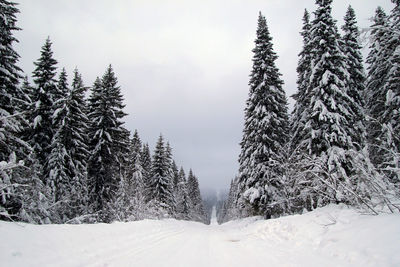 Snow covered pine trees in forest against sky