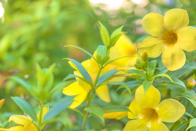 Close-up of yellow flowering plant on field