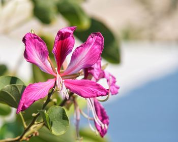 Close-up of pink rose flower