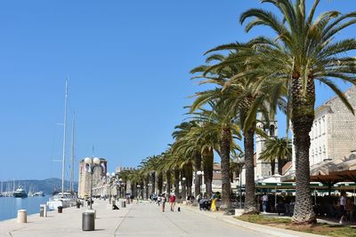Palm trees on street against clear blue sky