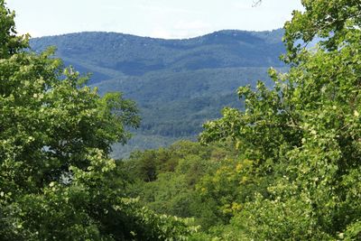 Scenic view of tree mountains against sky