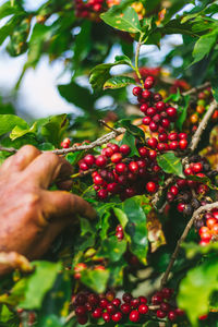 Close-up of coffee growing on plant