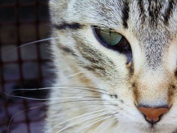 Close-up portrait of a cat