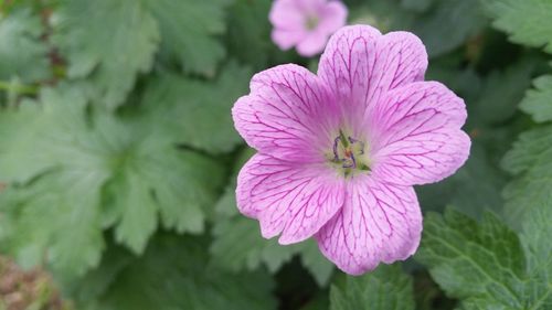 Close-up of pink flower