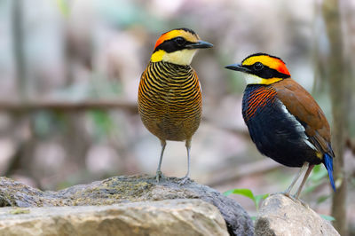 Close-up of birds perching on rock