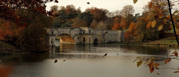 Swans swimming in water at park