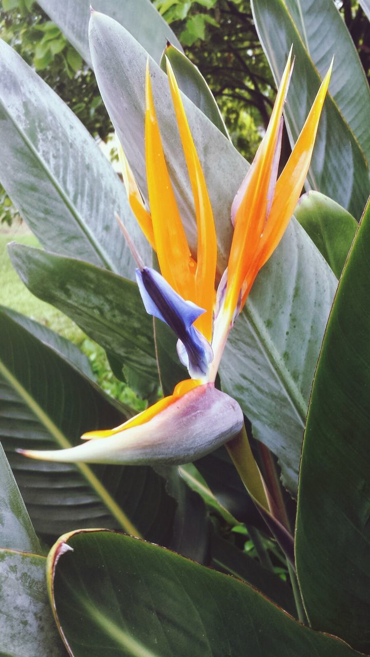 flower, petal, leaf, growth, freshness, fragility, plant, flower head, beauty in nature, nature, blooming, close-up, sunlight, orange color, potted plant, front or back yard, day, pond, outdoors, in bloom