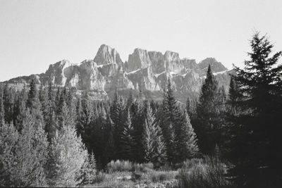 Pine trees in forest against clear sky