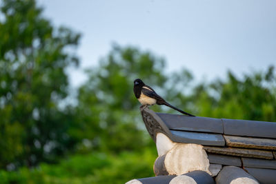 bird