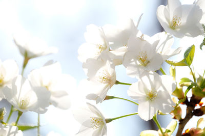 Close-up of white cherry blossoms