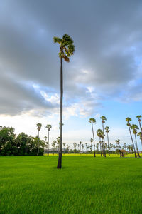 Palm trees on field against sky viewpoint dong tan sam khok , pathum thani, thailand