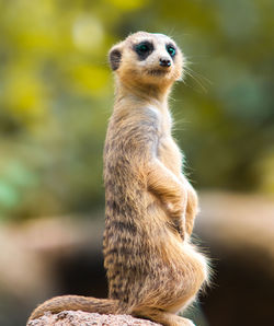 Close-up of meerkat looking away outdoors