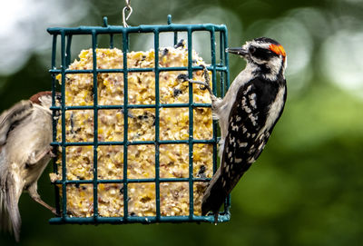 Metal bars on the feeder