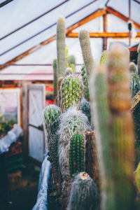 Cactuses growing in greenhouse