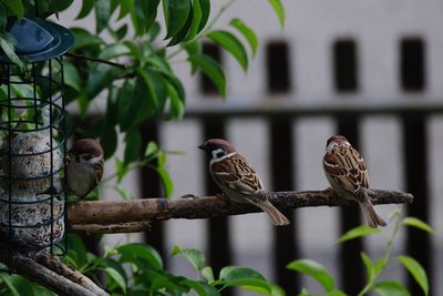 Birds perching on a branch