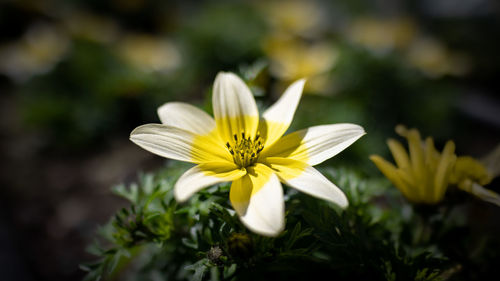 Close-up of white and yellow flower