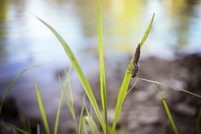 Close-up of crop growing on field