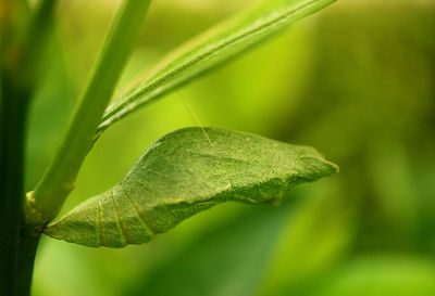 Closeup a bright green pupa of lime butterfly suspended under a branch of the lime tree