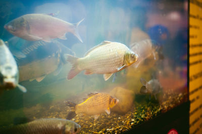 Close-up of fish swimming in aquarium