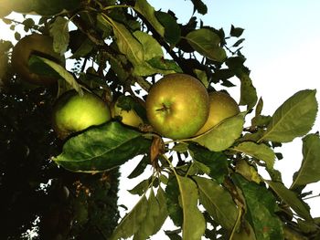 Low angle view of fruits on tree