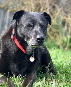 Close-up portrait of black dog sitting on grass