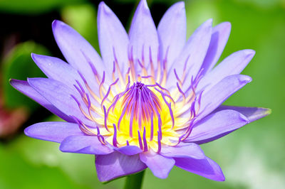 Close-up of lotus water lily blooming outdoors