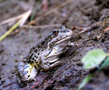 Close-up of frog on land