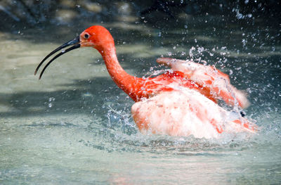 View of duck swimming in lake
