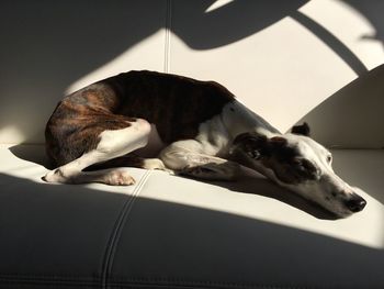 Close-up of dog sleeping