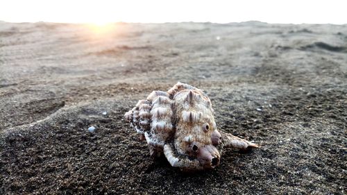 View of animal on beach