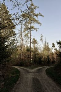 Road amidst trees in forest against sky
