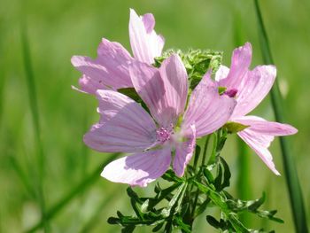 Close-up of pink flowering plant