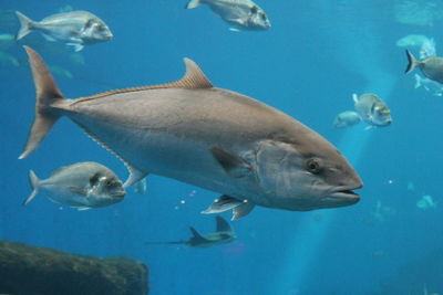 Fishes swimming in sea