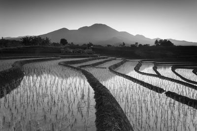 Beautiful morning view in indonesia. panorama of rice terraces and mountains