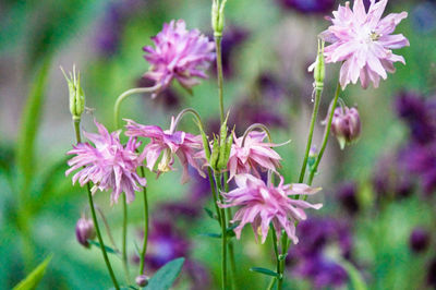 Close-up of pink flowering plant