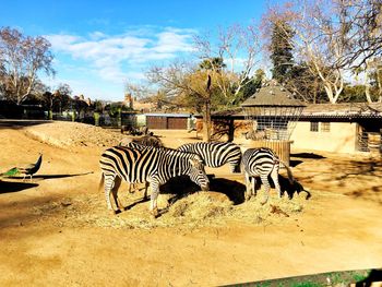 Zebra on field by trees against sky