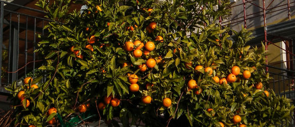 Low angle view of fruits growing on tree