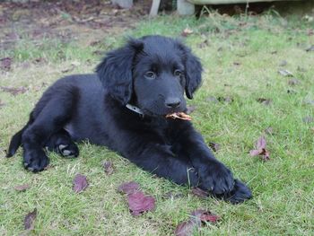 Hovawart puppy  relaxing on field
