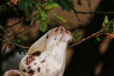 Close-up of animal