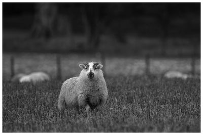 View of sheep on field