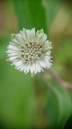 Close-up of white flowers