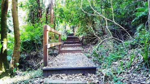 Staircase in forest