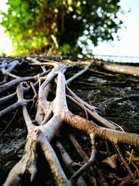 Close-up of tree branch in forest