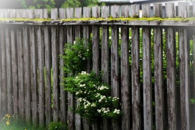 Close-up of wooden fence against plants