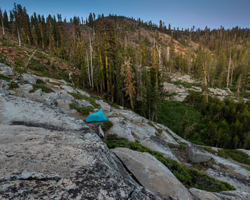 Rear view of person on rock in forest