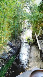 View of trees along stream